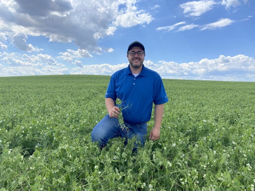 Cody Guenther kneeling in a field of flowering peas.